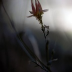 Stanislaus National Forrest